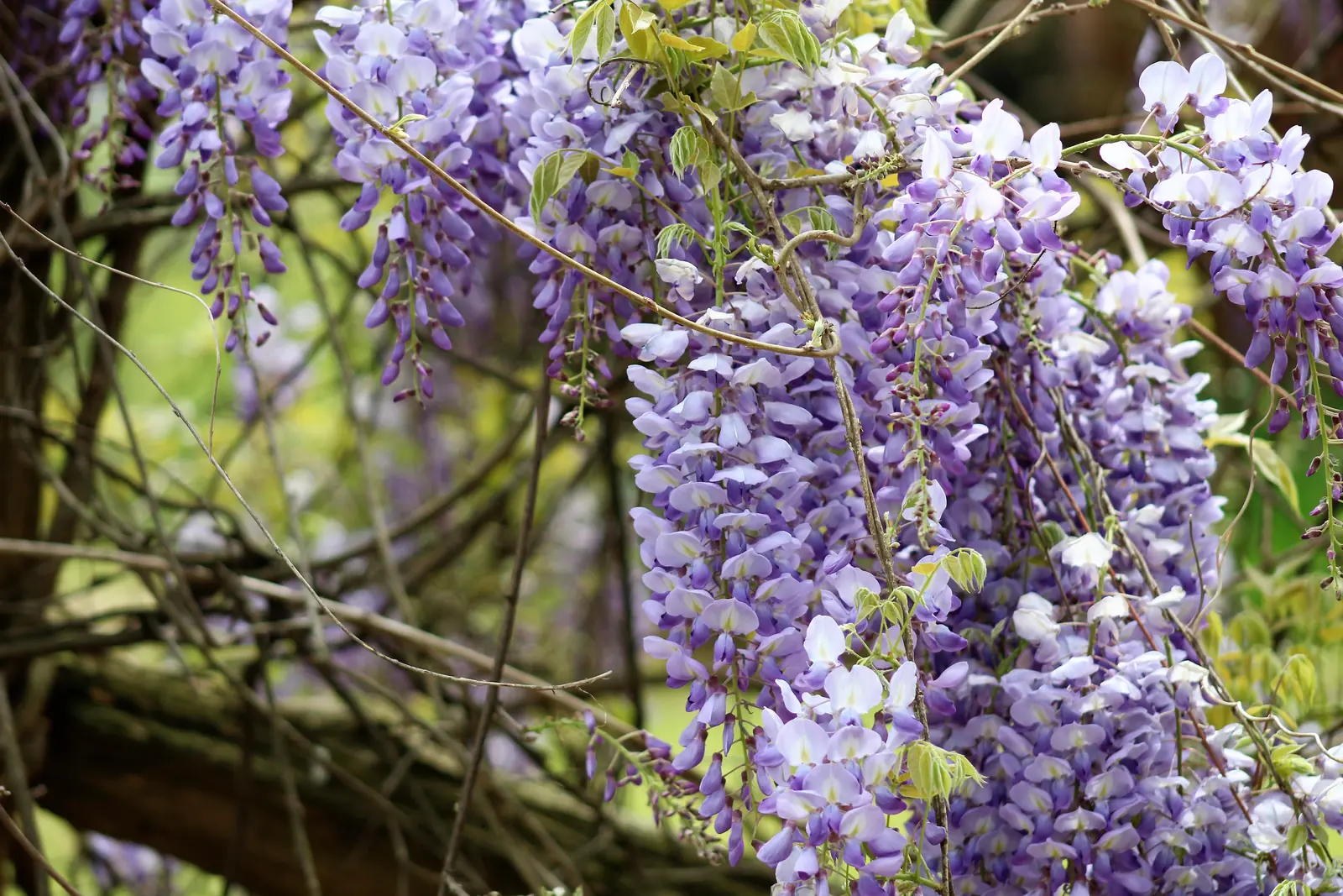 Wisteria plant photo