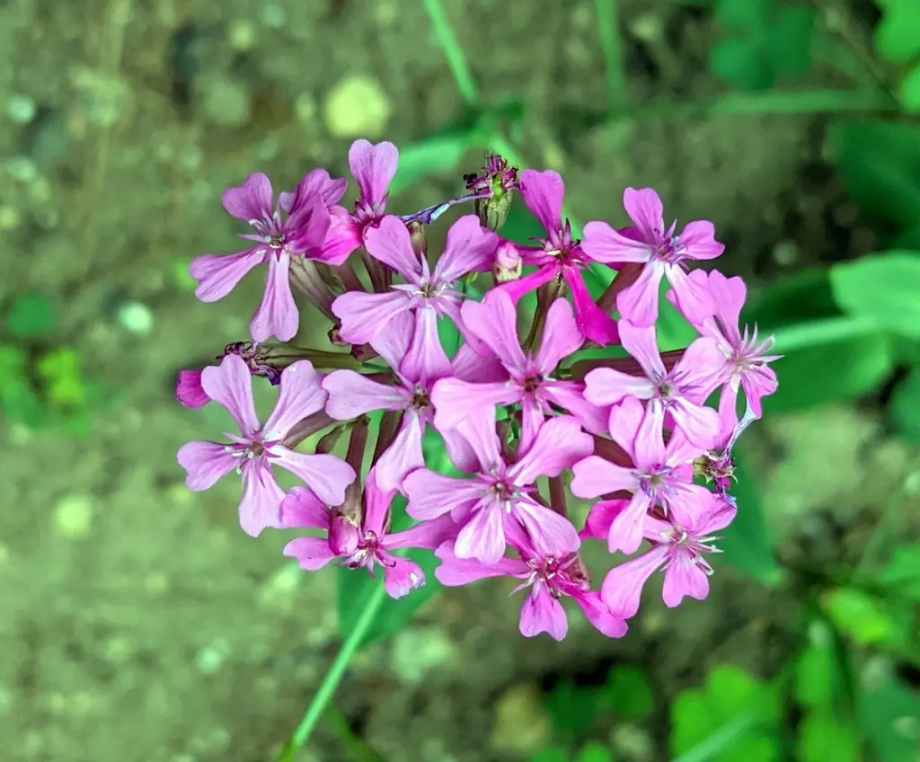 Syringa (Lilac) plant photo