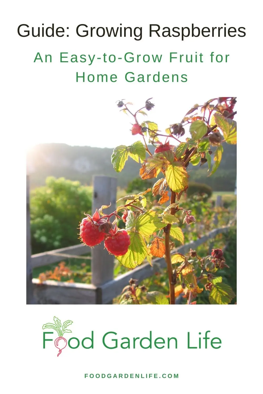 Raspberry plant photo