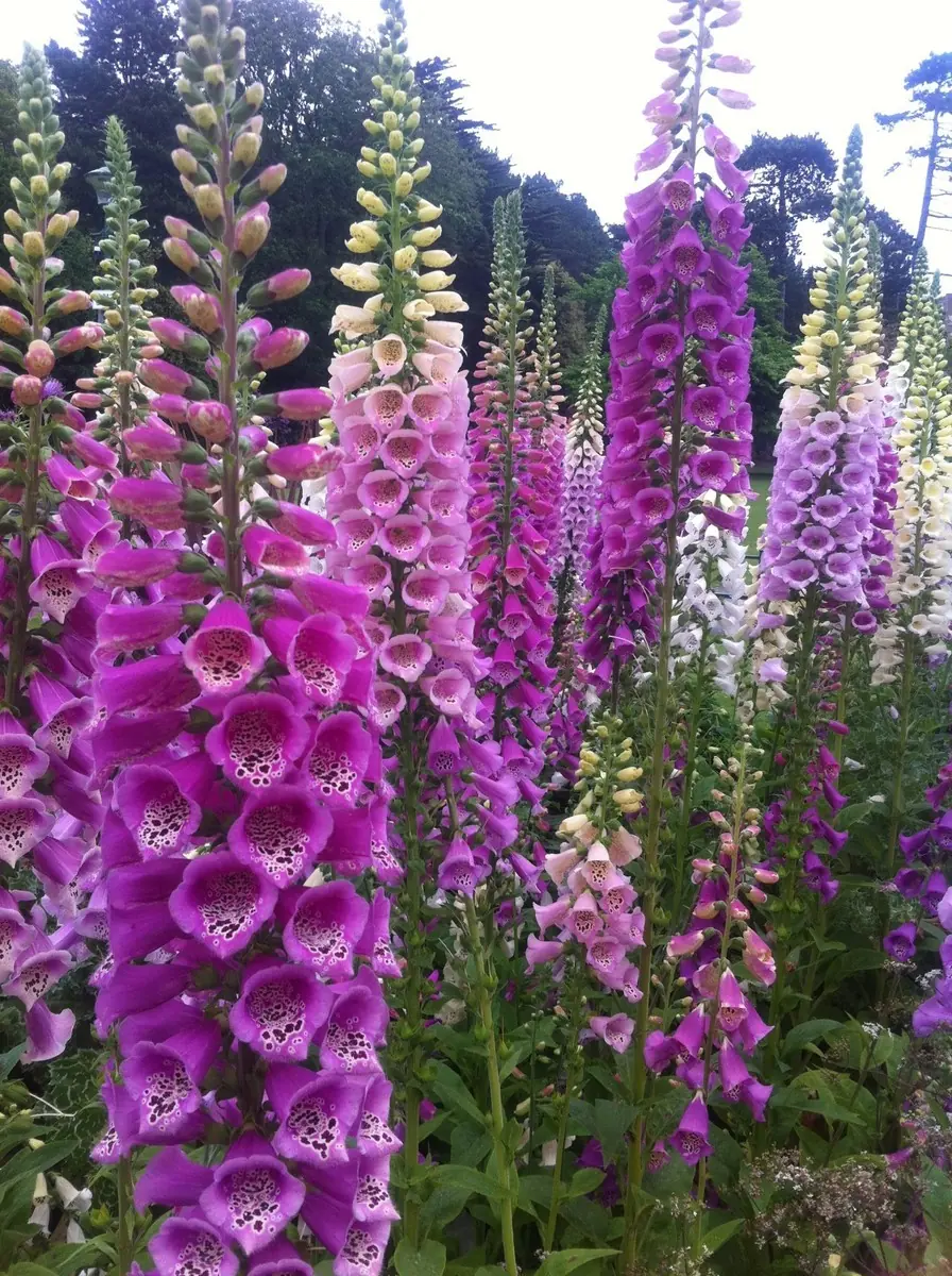Foxglove plant photo