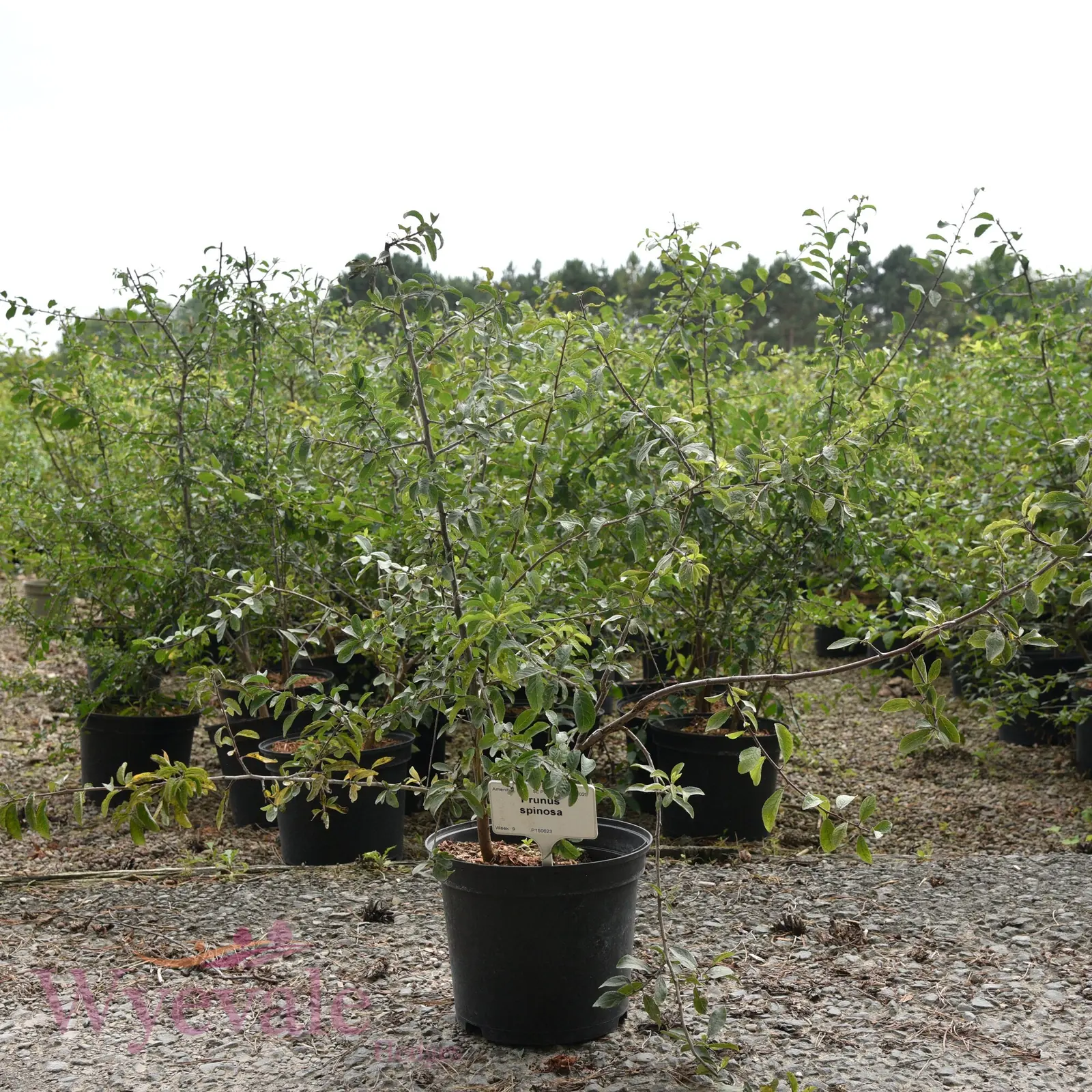 Blackthorn plant photo