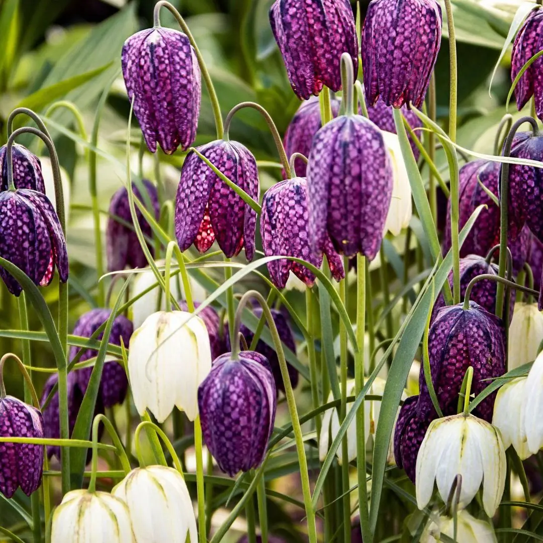 Fritillaries (Snake's Head and Crown Imperial) plant photo