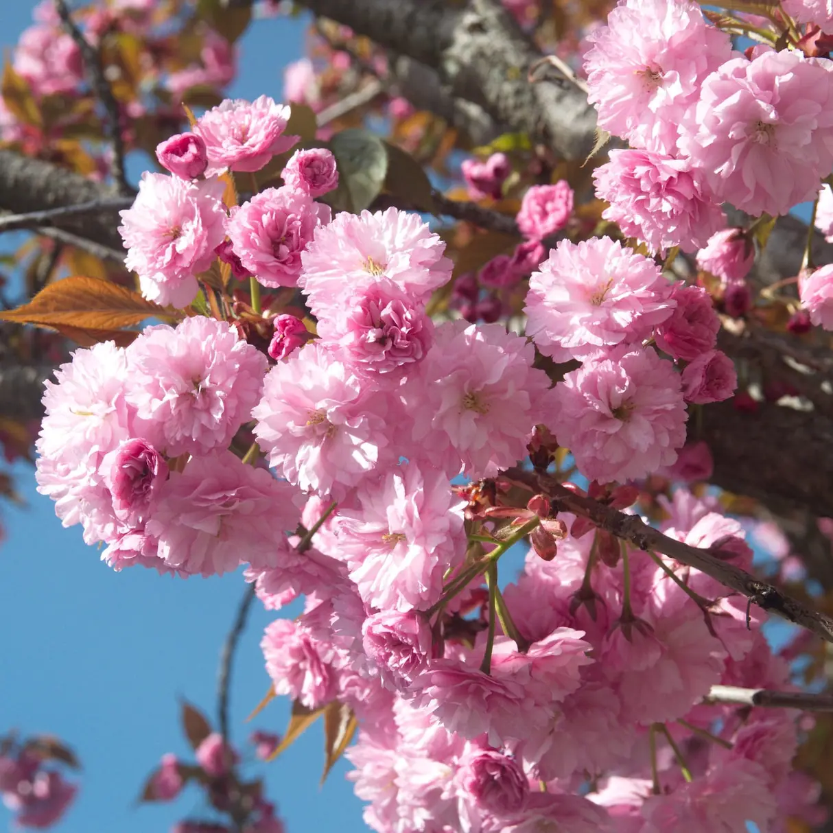 Prunus (Flowering Cherry) plant photo