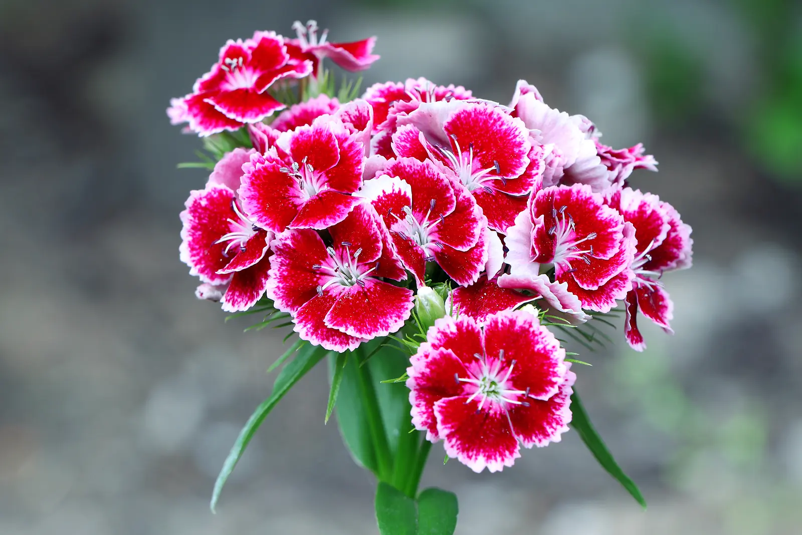 Dianthus (Pinks and Carnations) plant photo