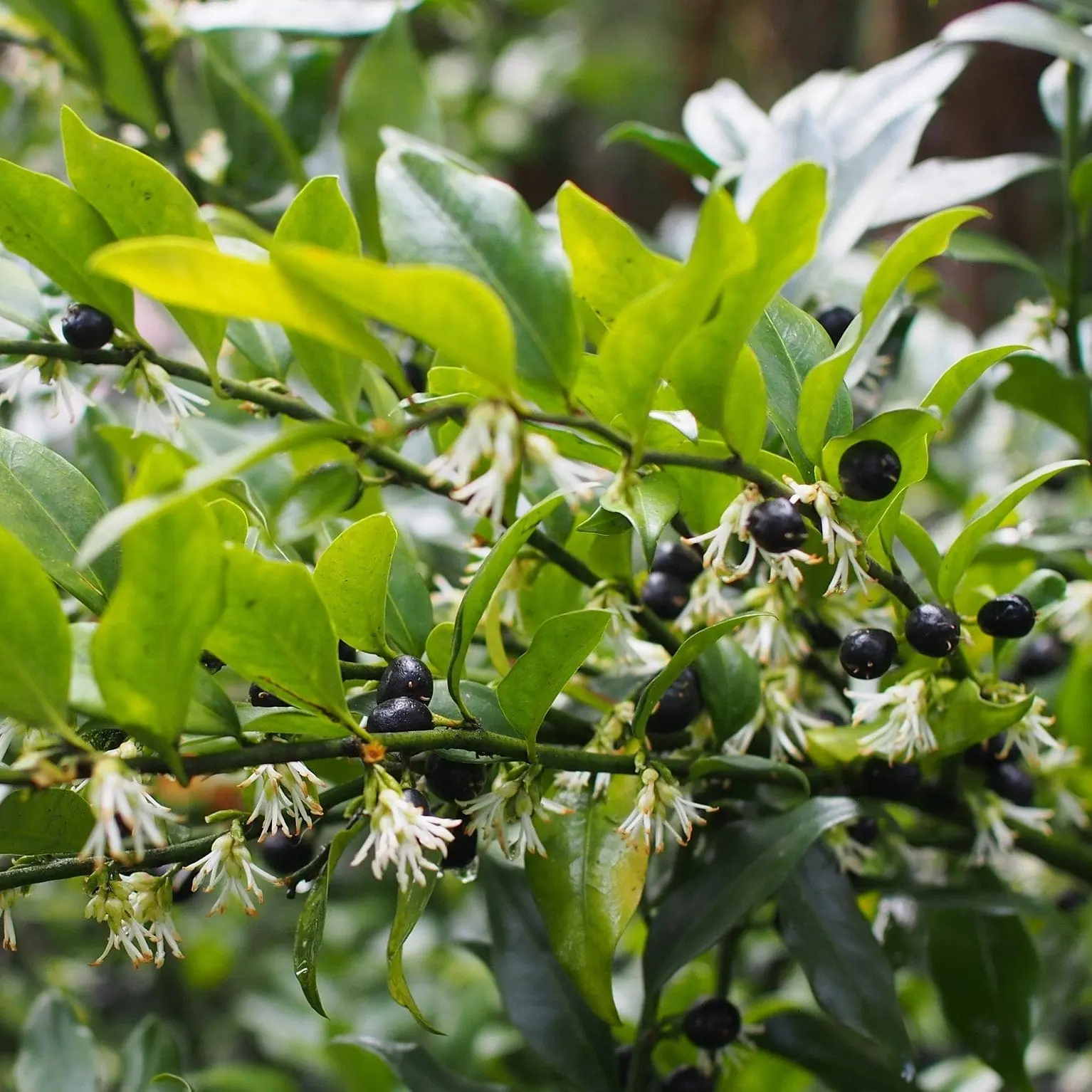 Sarcococca (Sweet Box) plant photo