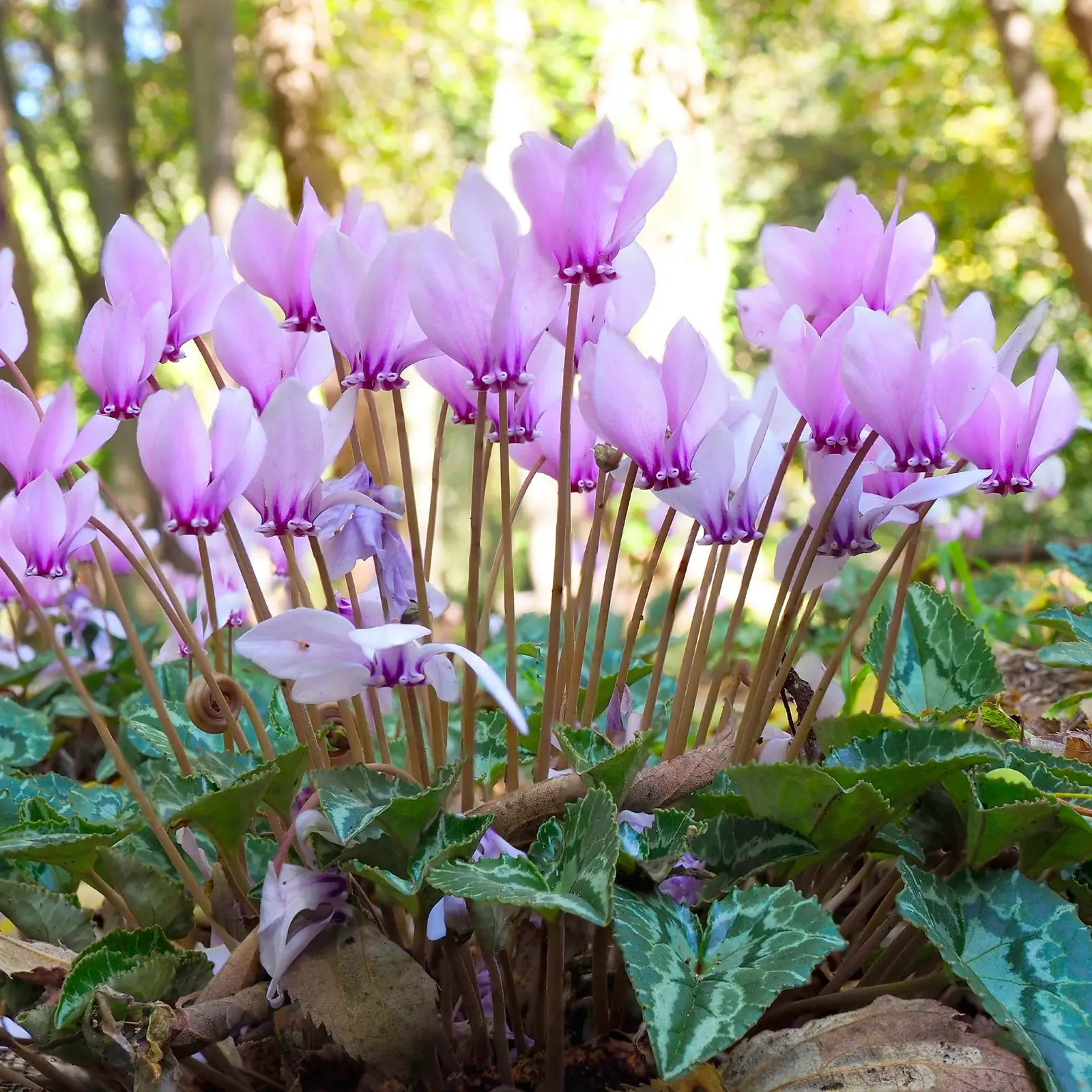 Hardy Cyclamen plant photo