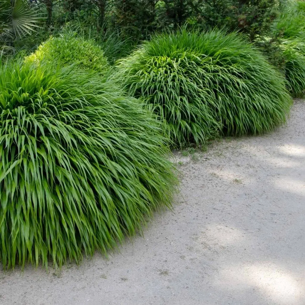 Hakonechloa (Japanese Forest Grass) plant photo