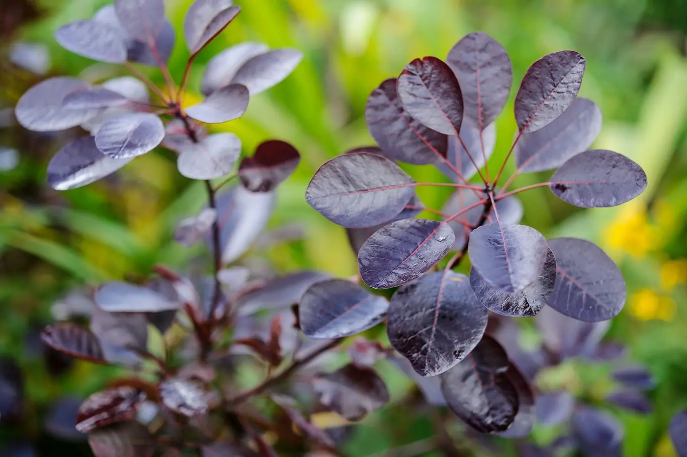 Cotinus (Smoke Bush) plant photo