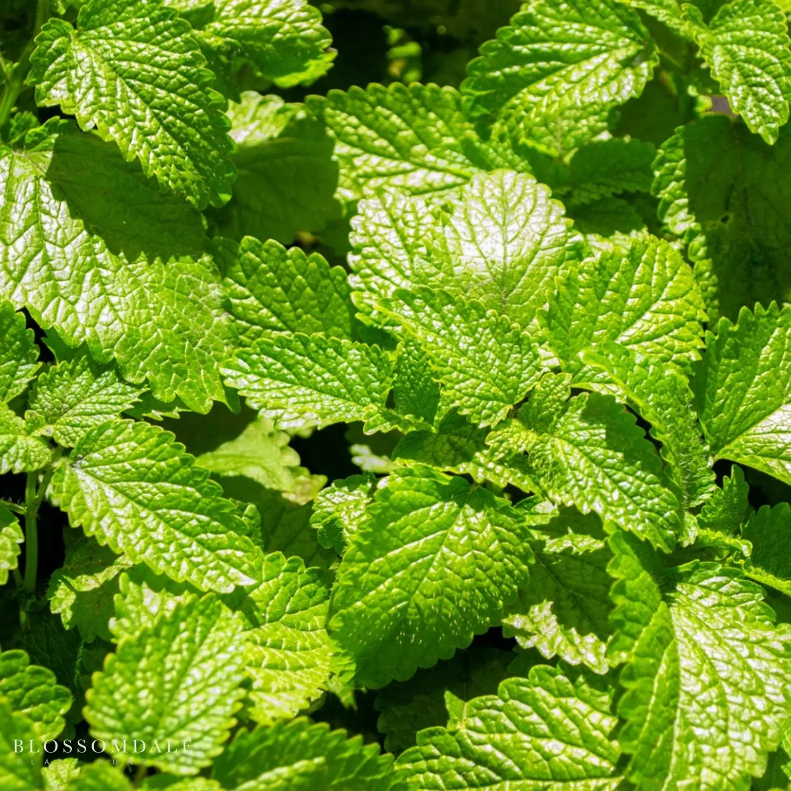 Lemon Balm plant photo