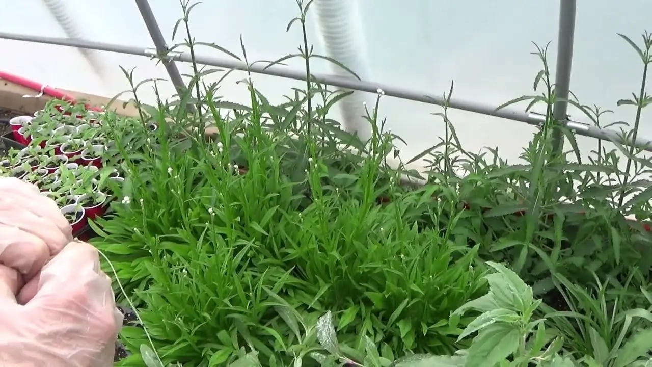 Verbena bonariensis plant photo