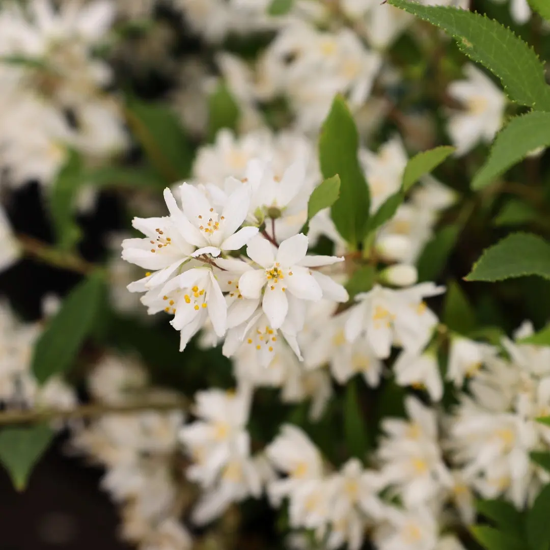 Deutzia plant photo
