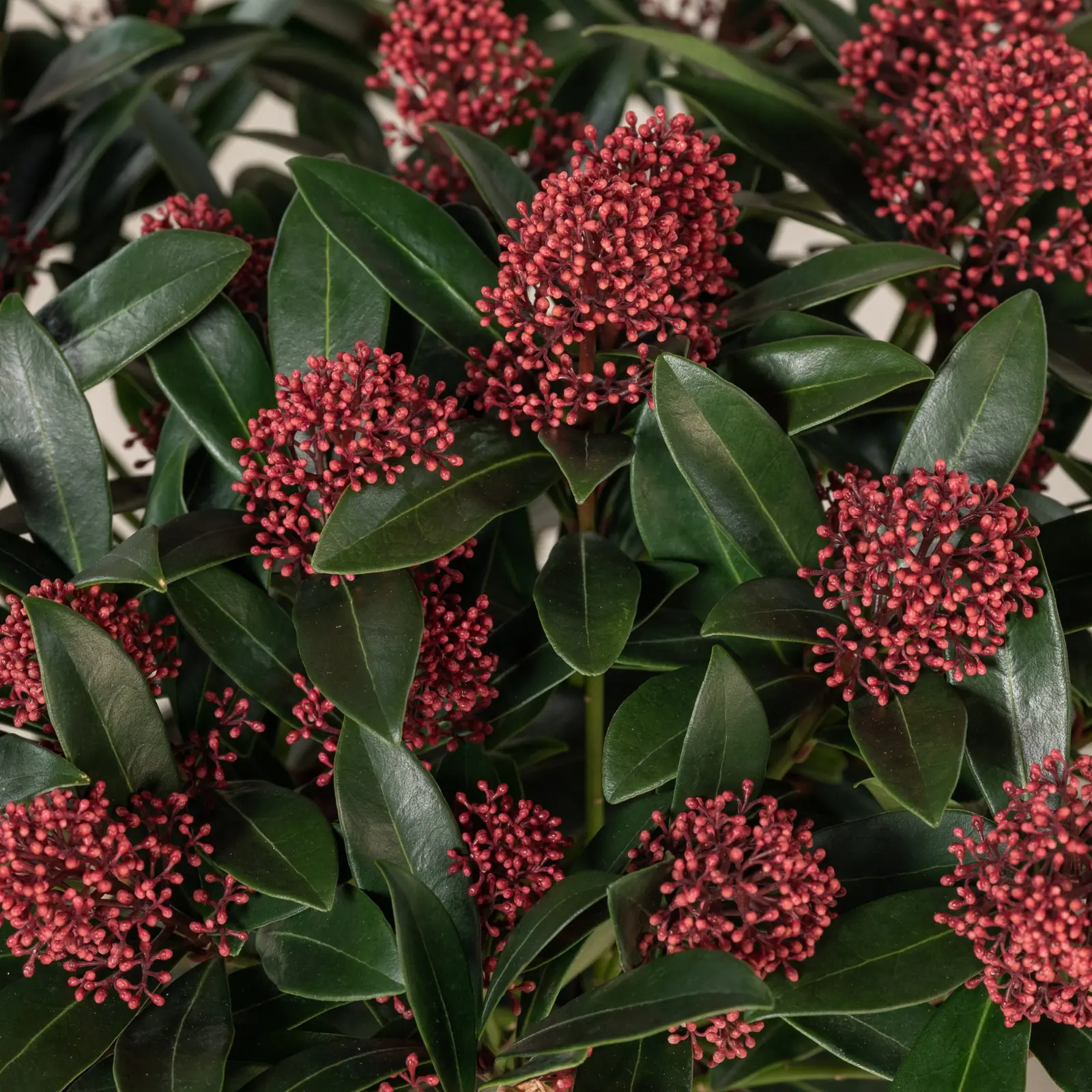 Skimmia plant photo