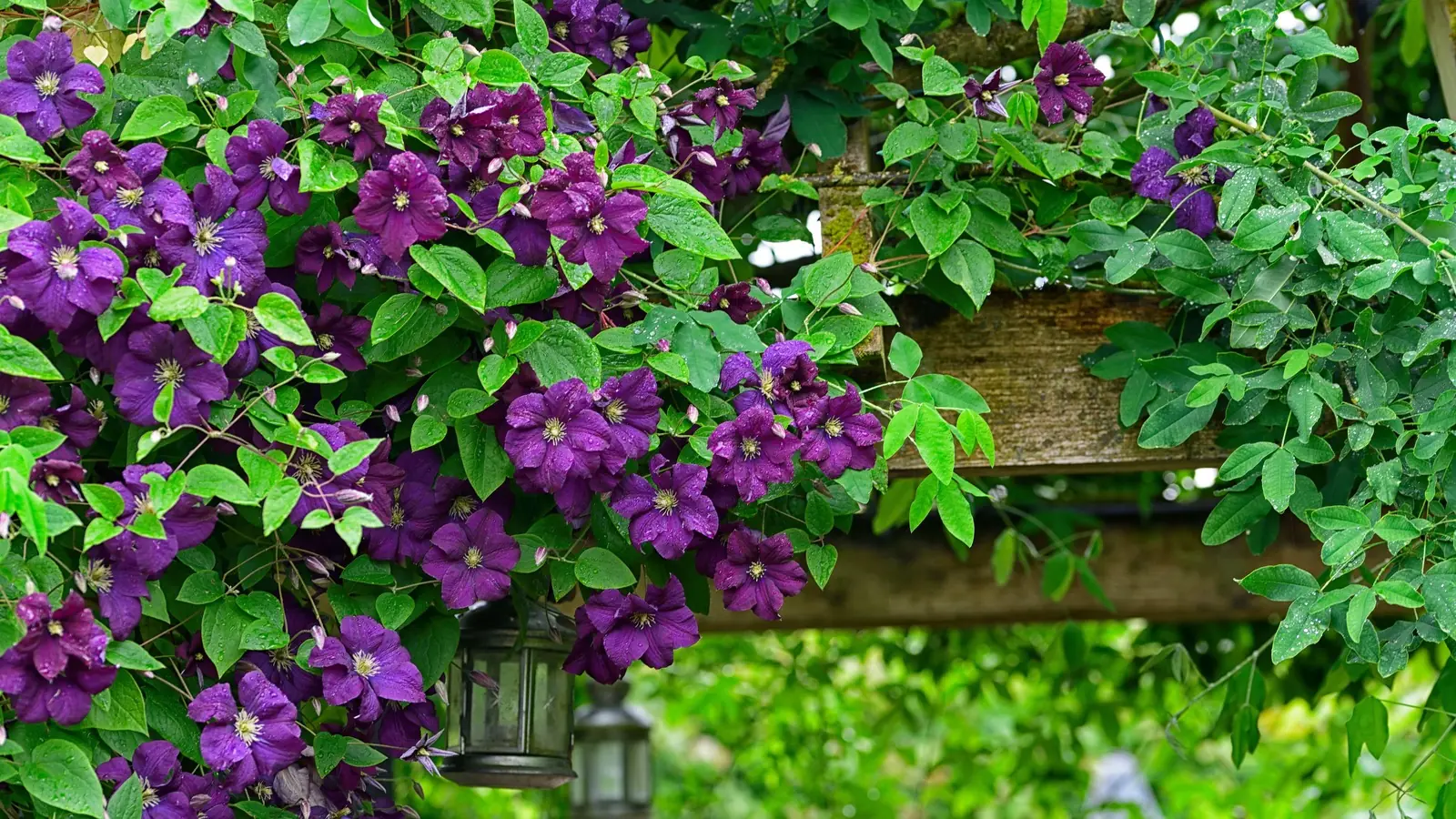 Clematis plant photo