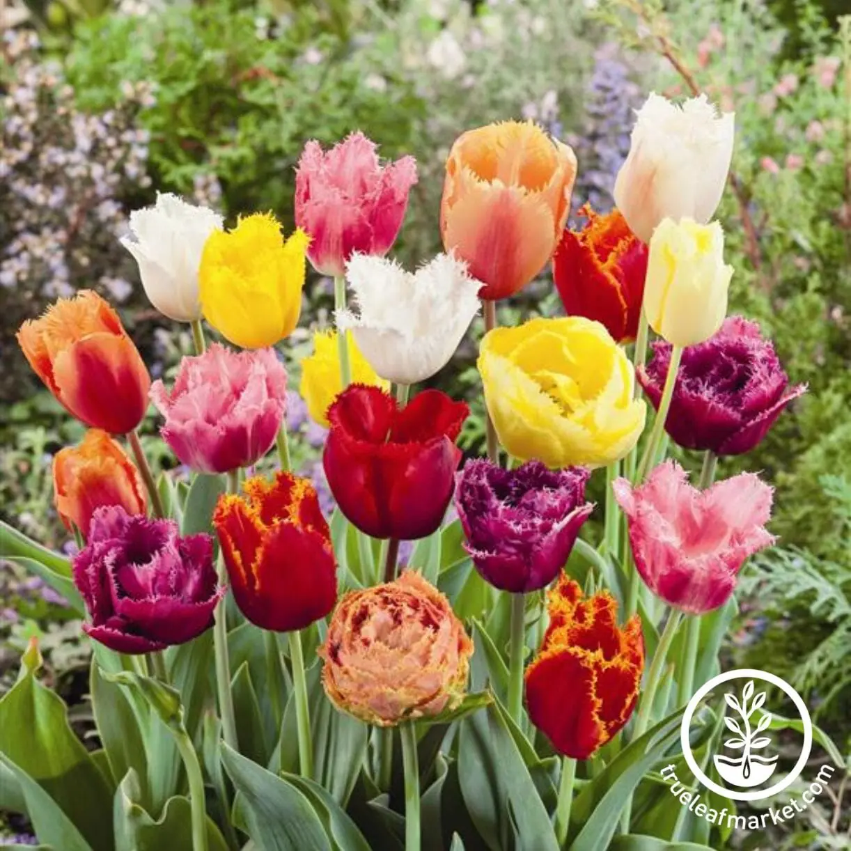 Tulips plant photo