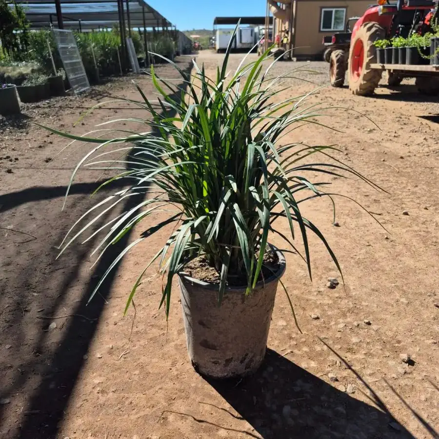 Lily Turf plant photo
