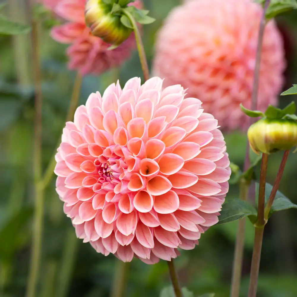 Dahlias plant photo