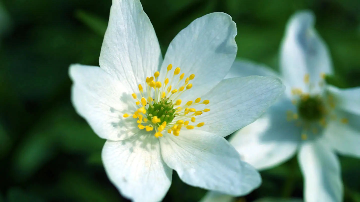 Anemones (Woodland and Balkan) plant photo