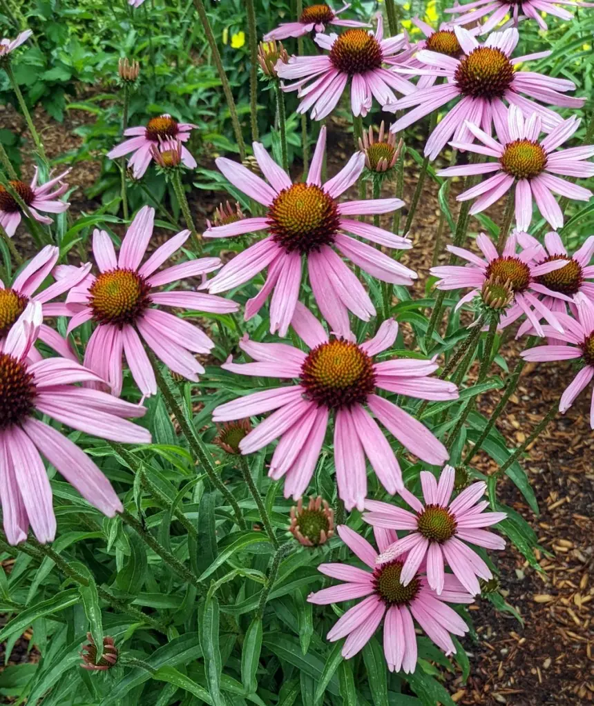 Echinacea (Coneflower) plant photo