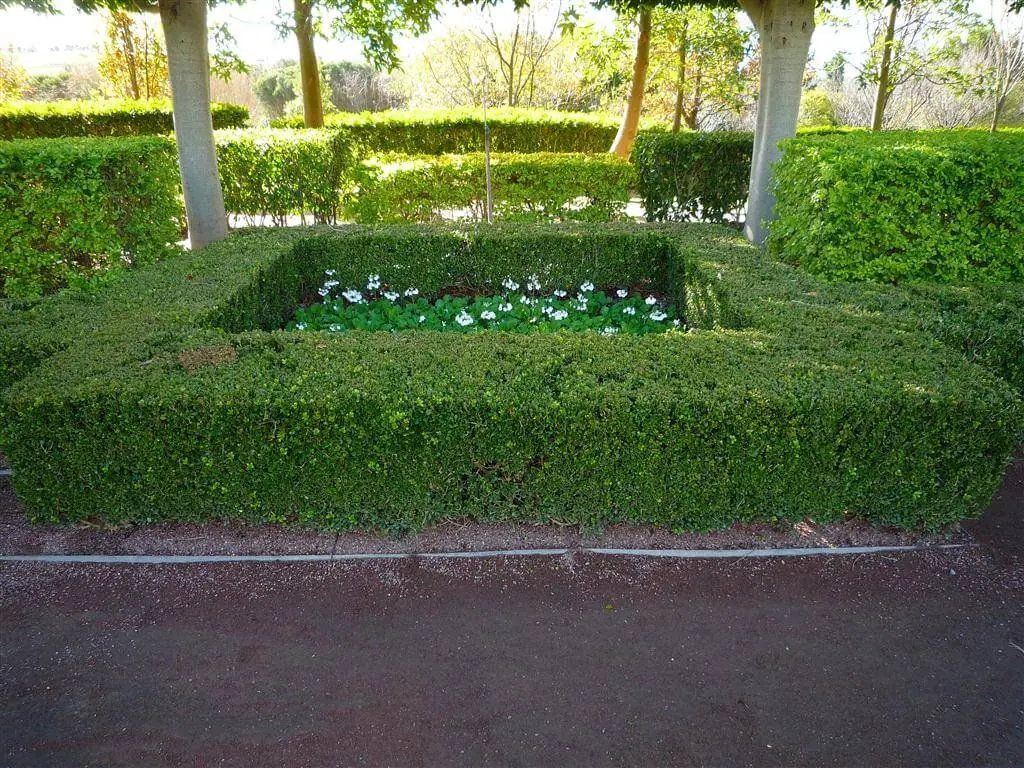 Box (Common Box) plant photo