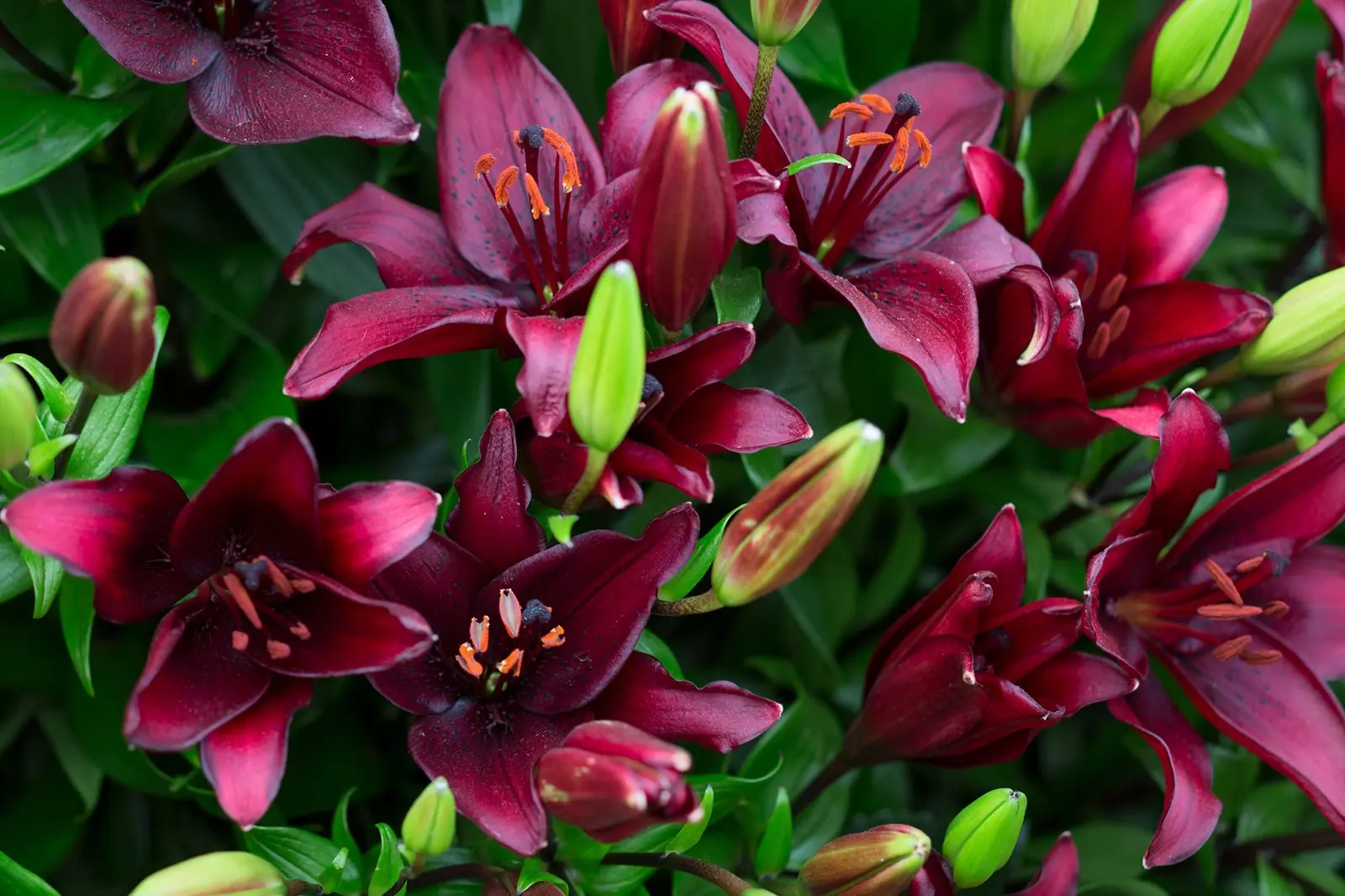 Lilies plant photo