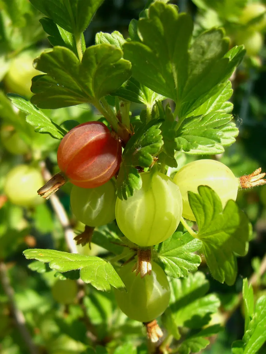 Gooseberry plant photo