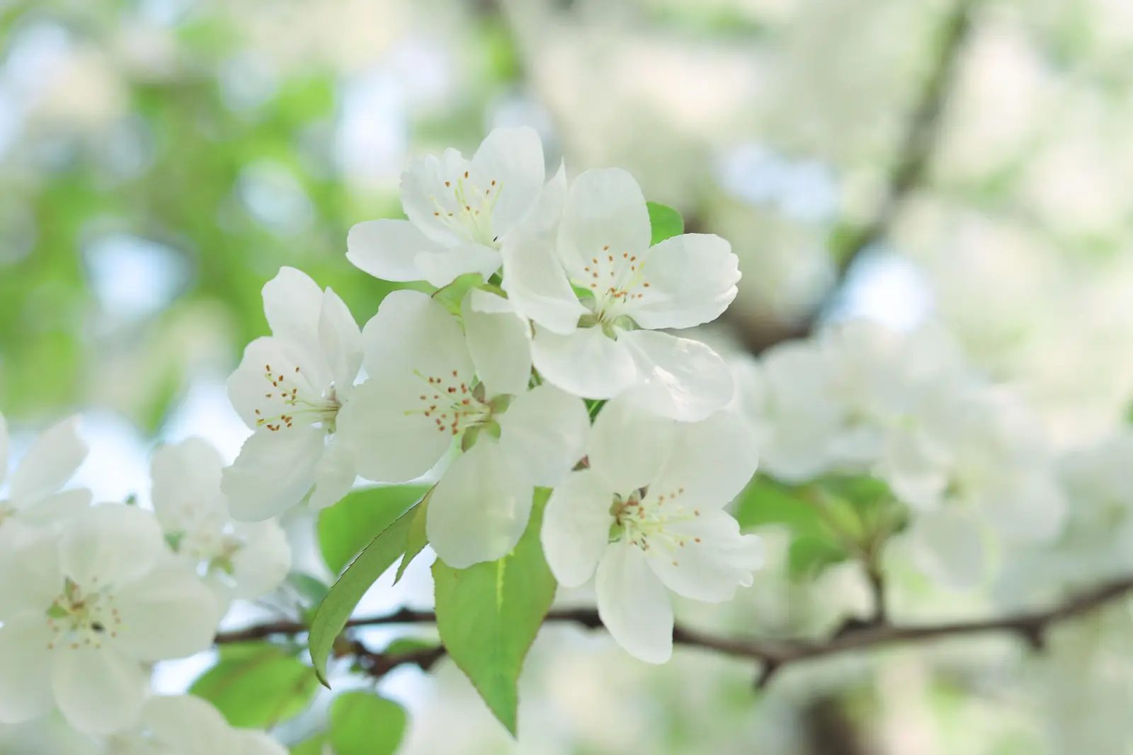 Apple Tree plant photo