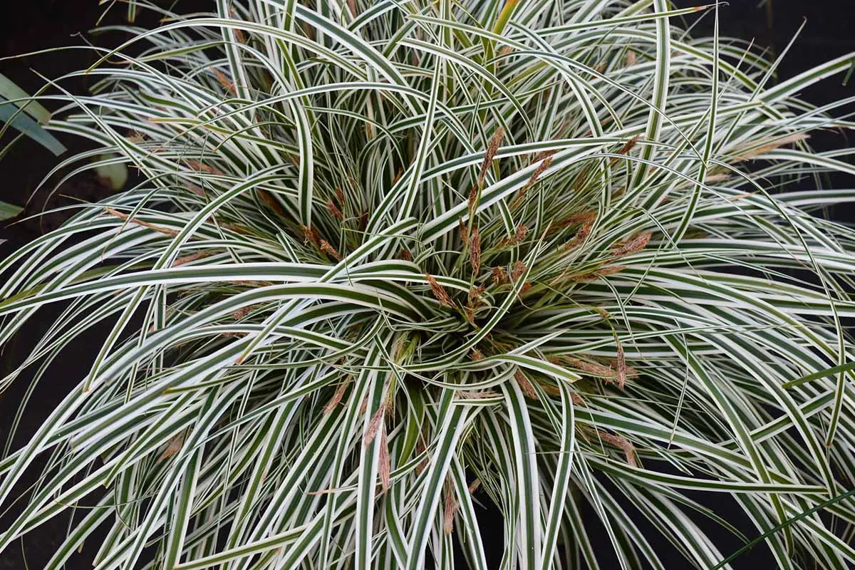 Carex (Sedge) plant photo