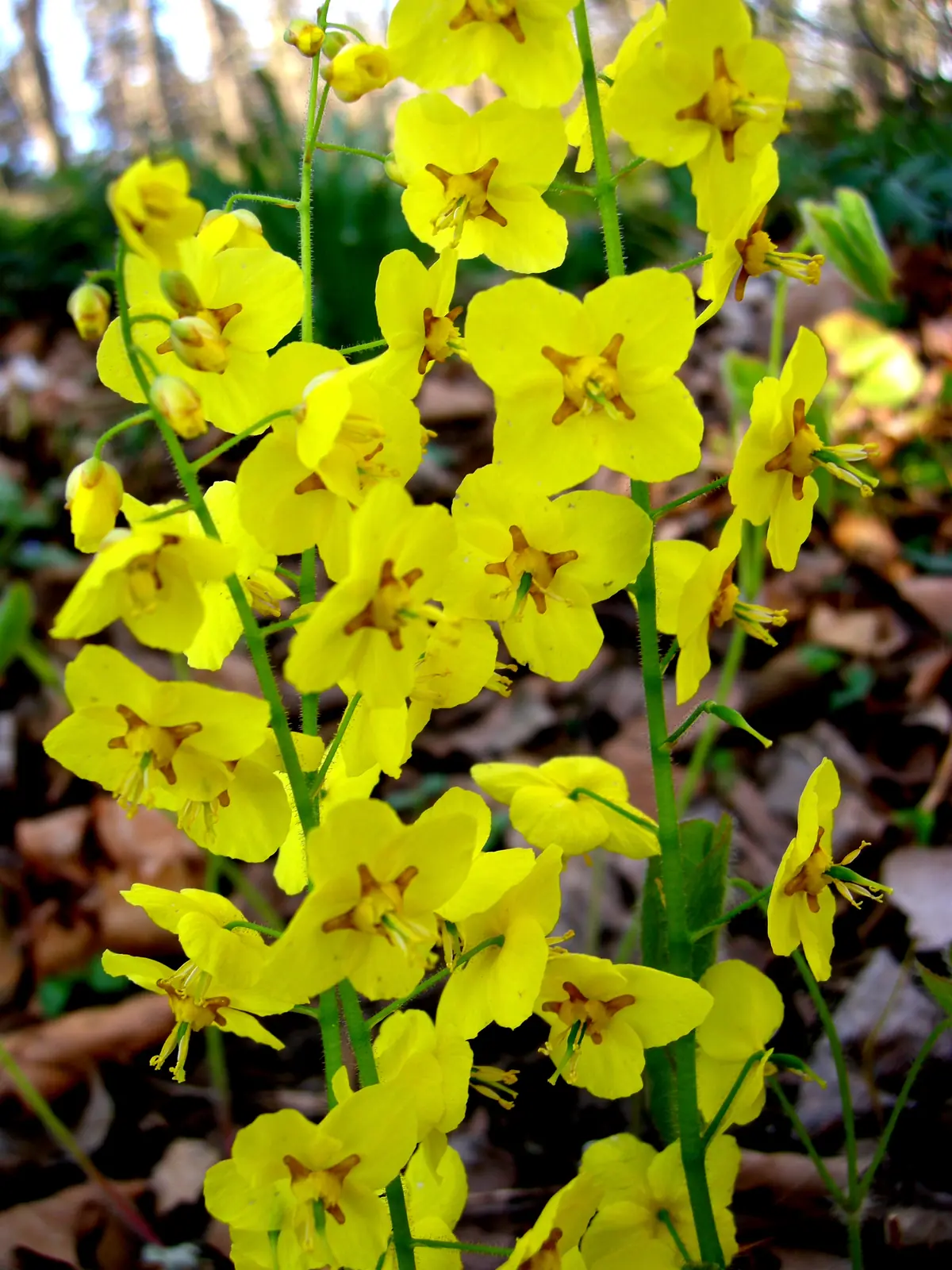 Epimedium (Barrenwort) plant photo