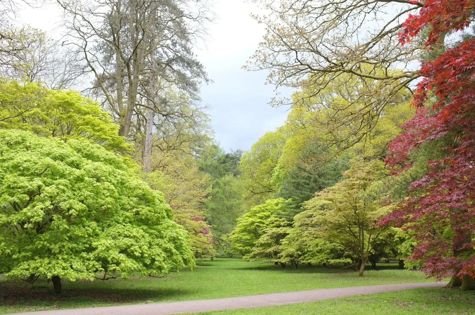 Japanese Maple (Acer palmatum) plant photo