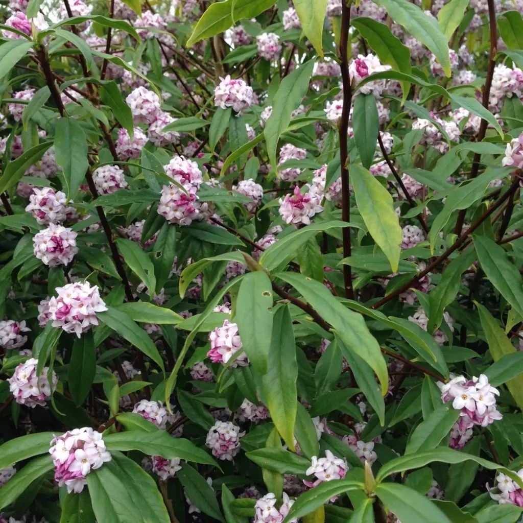 Daphne plant photo