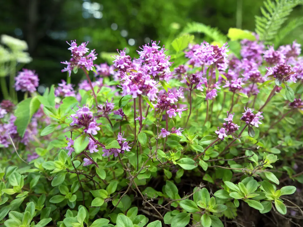 Thyme plant photo