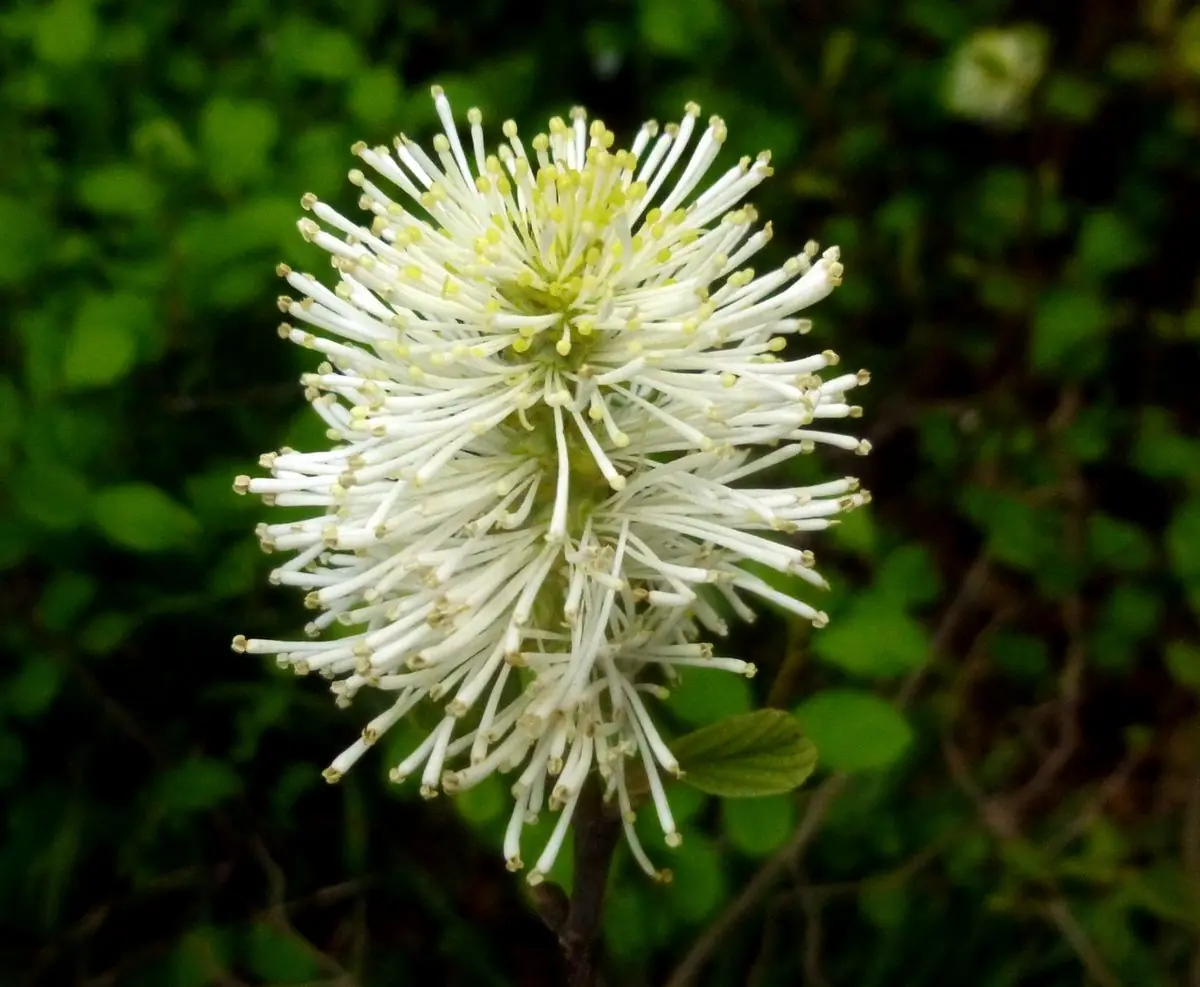Fothergilla (Witch Alder) plant photo