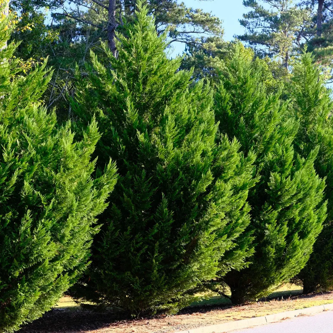 Leyland Cypress plant photo