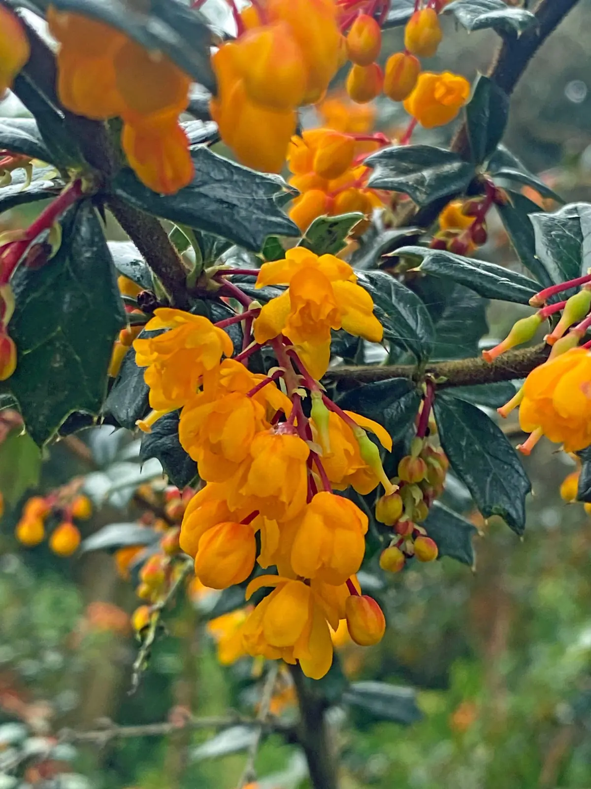 Berberis (Barberry) plant photo