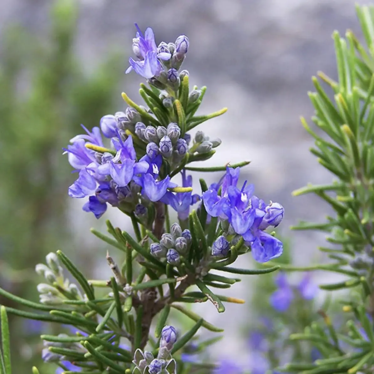 Rosemary plant photo