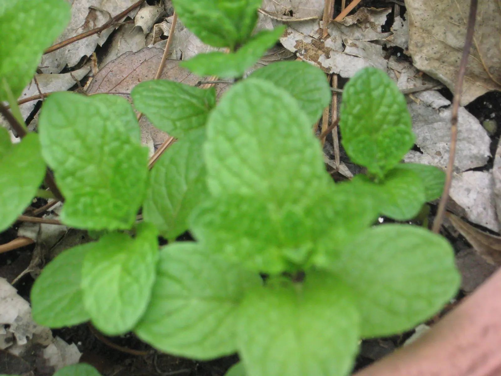 Mint plant photo