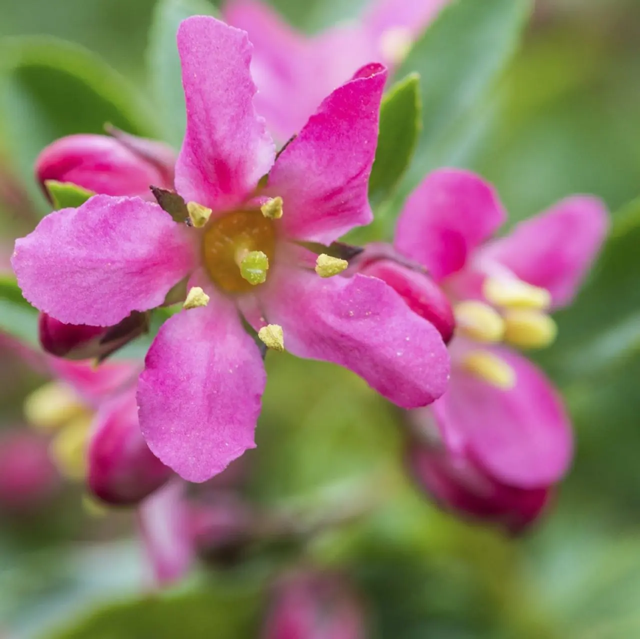 Escallonia plant photo