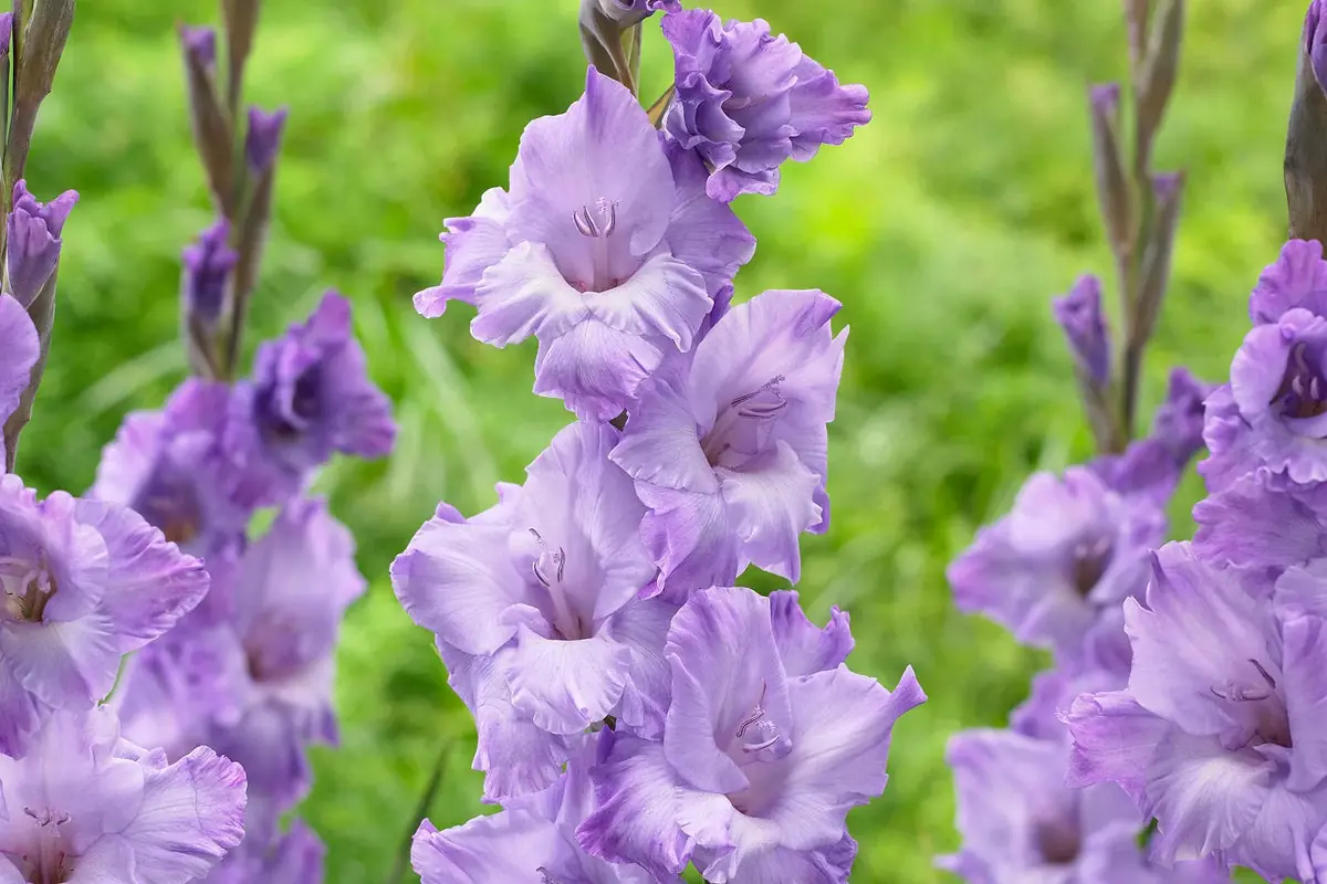 Gladioli plant photo