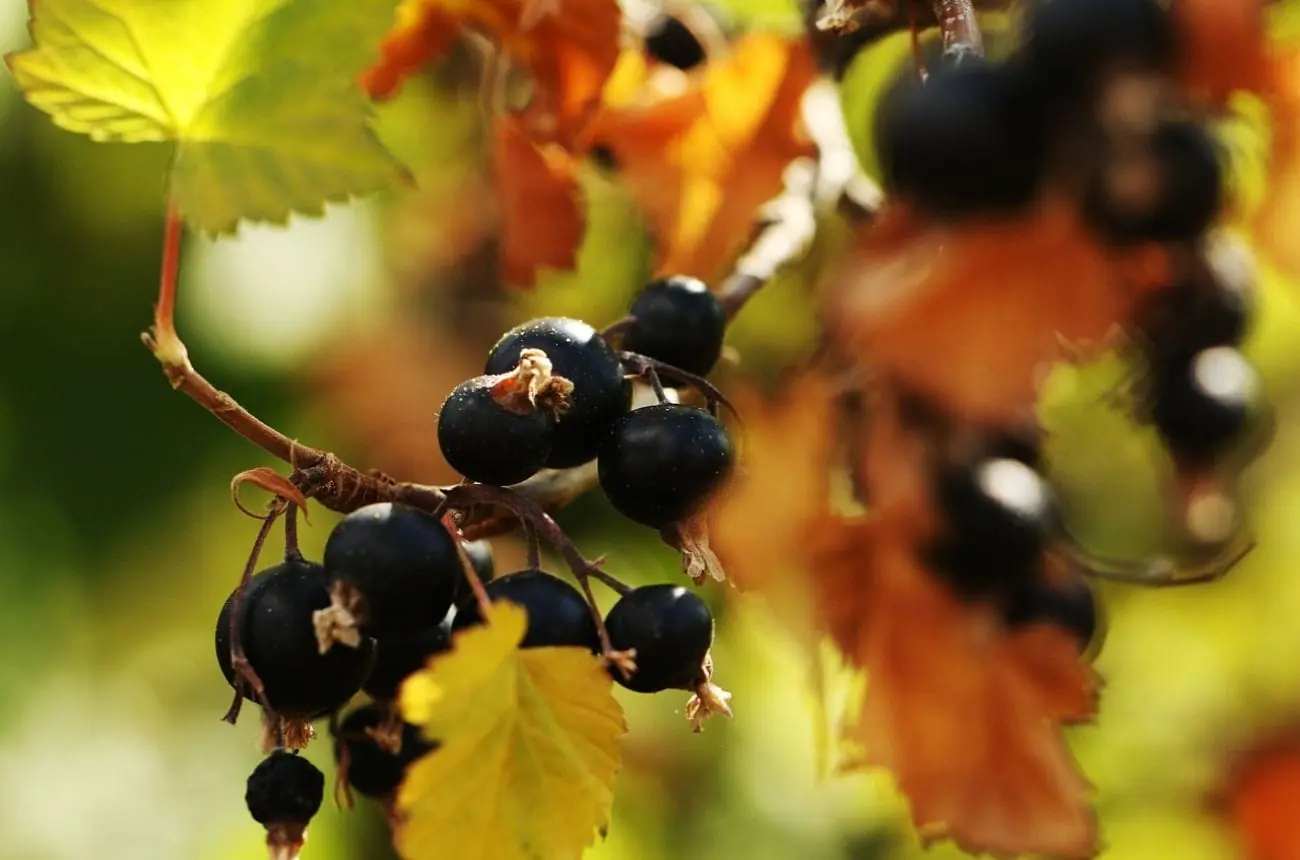 Blackcurrant plant photo