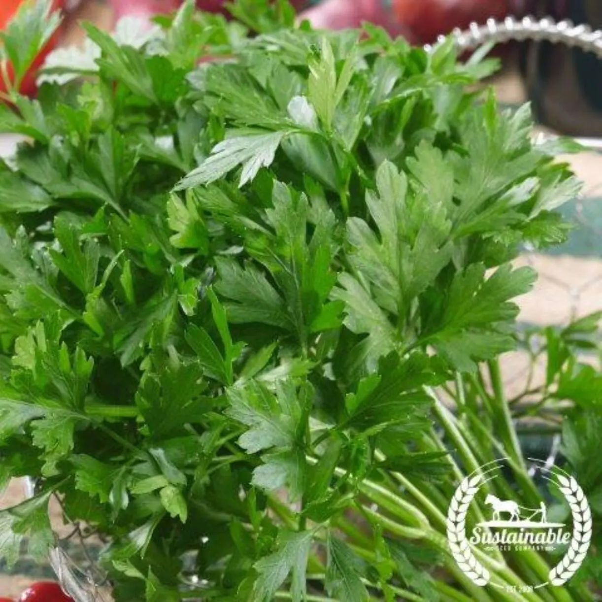 Parsley plant photo
