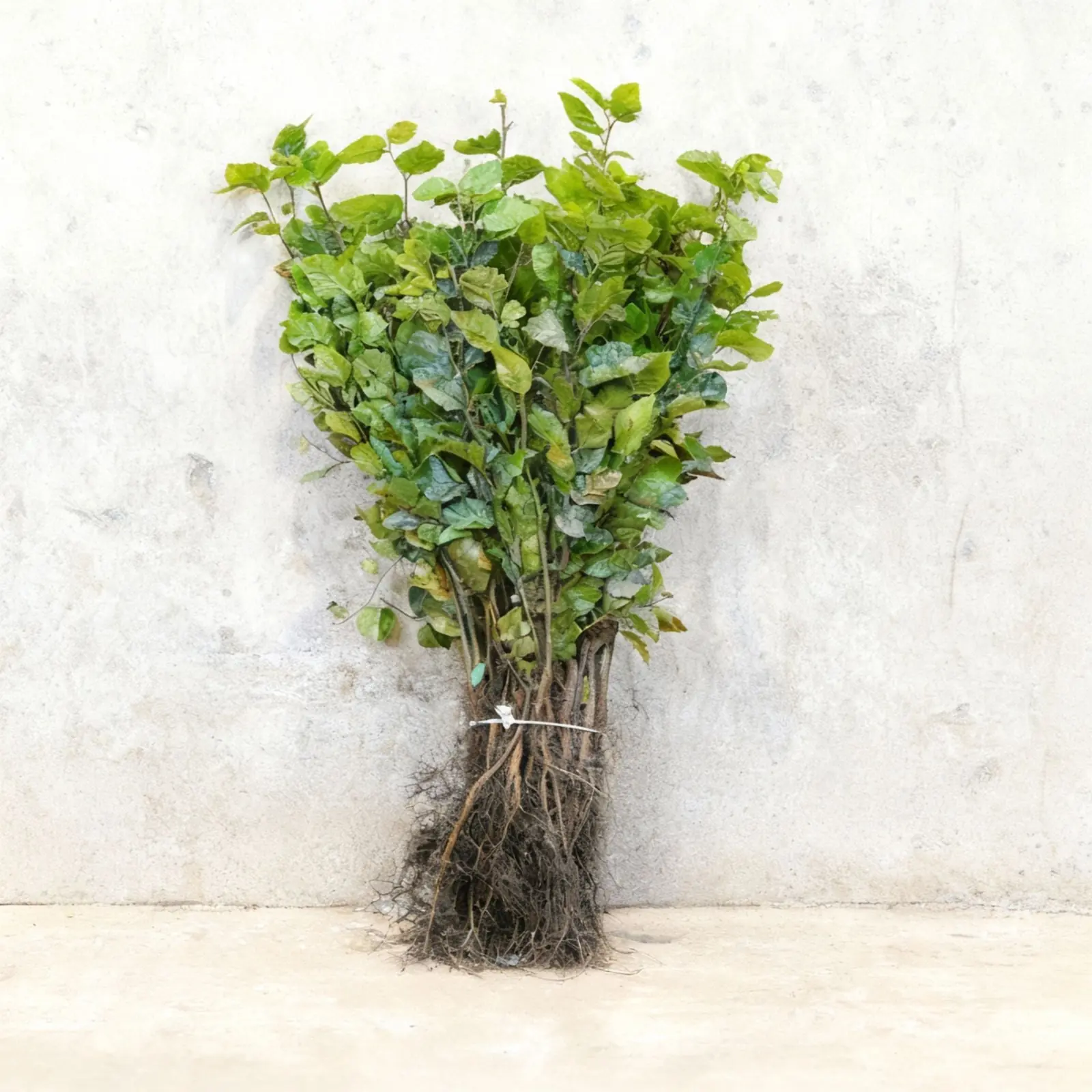 Beech plant photo