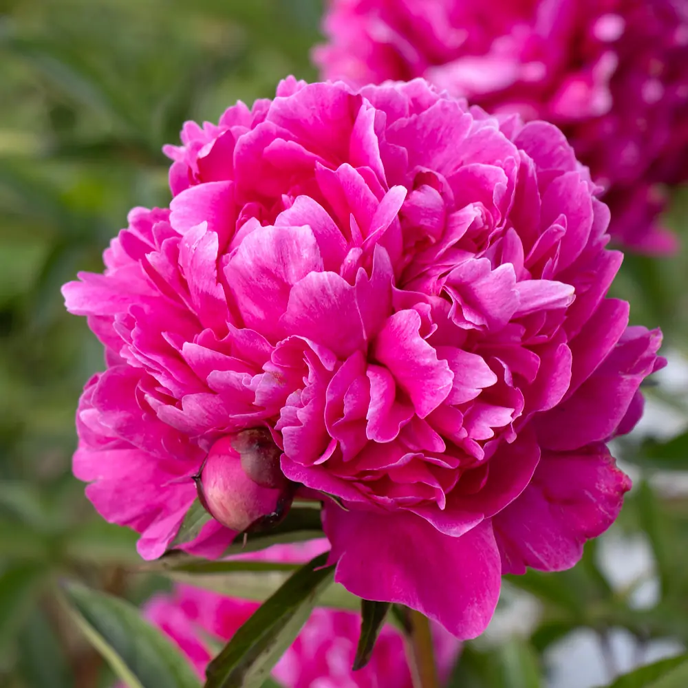 Peony plant photo