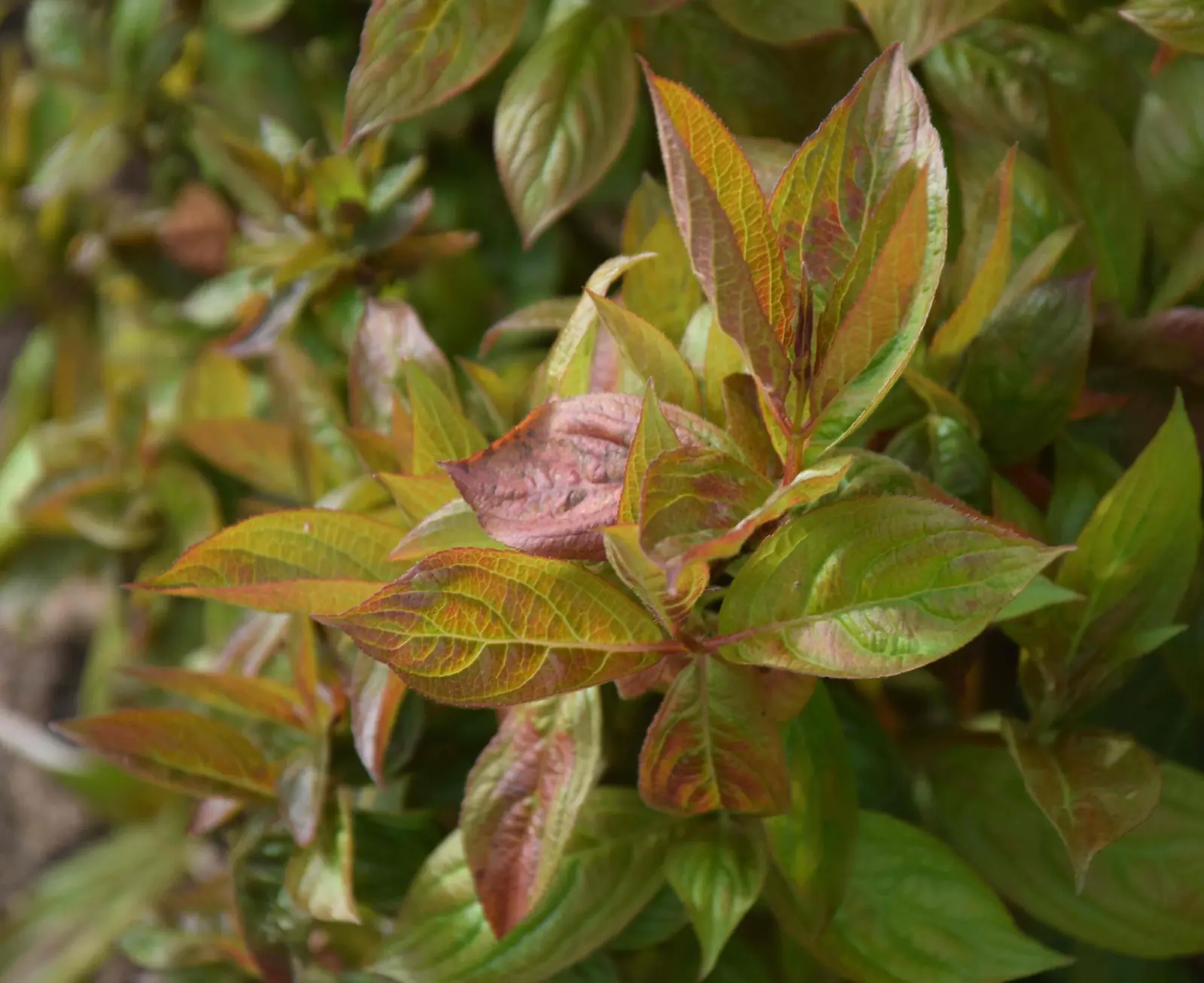 Weigela plant photo