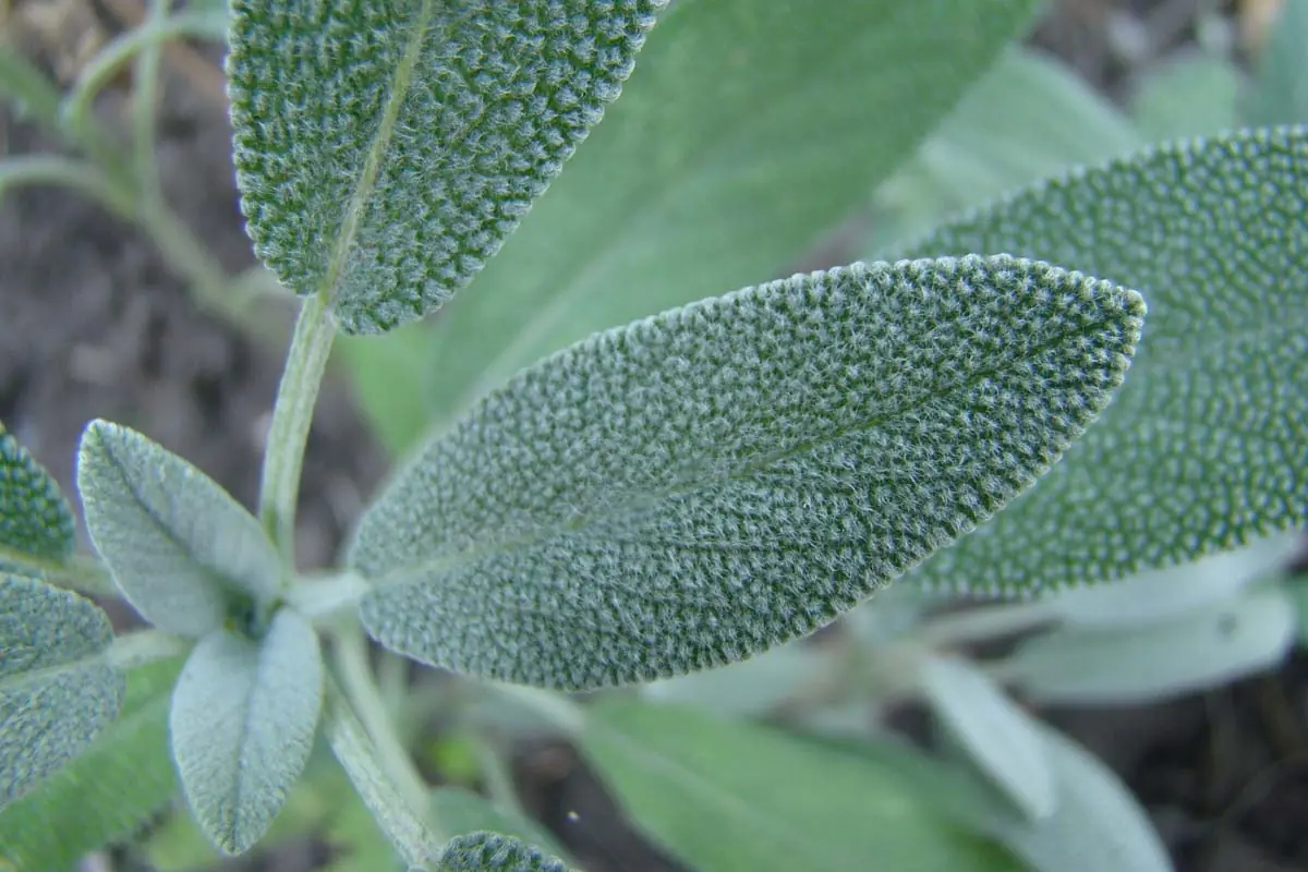 Sage plant photo