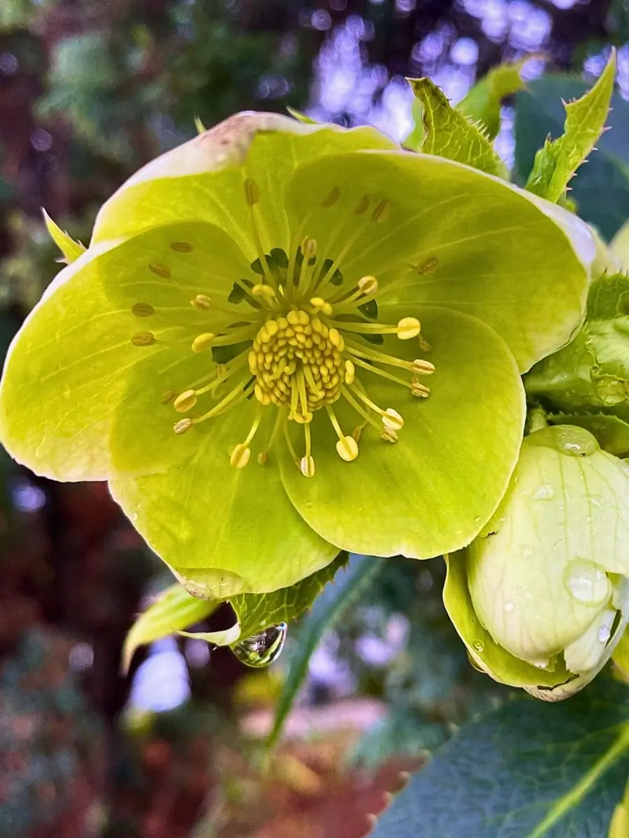 Hellebores (Lenten Rose) plant photo