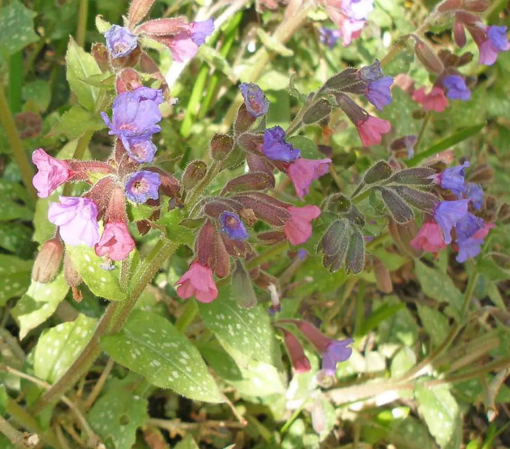 Pulmonaria (Lungwort) plant photo