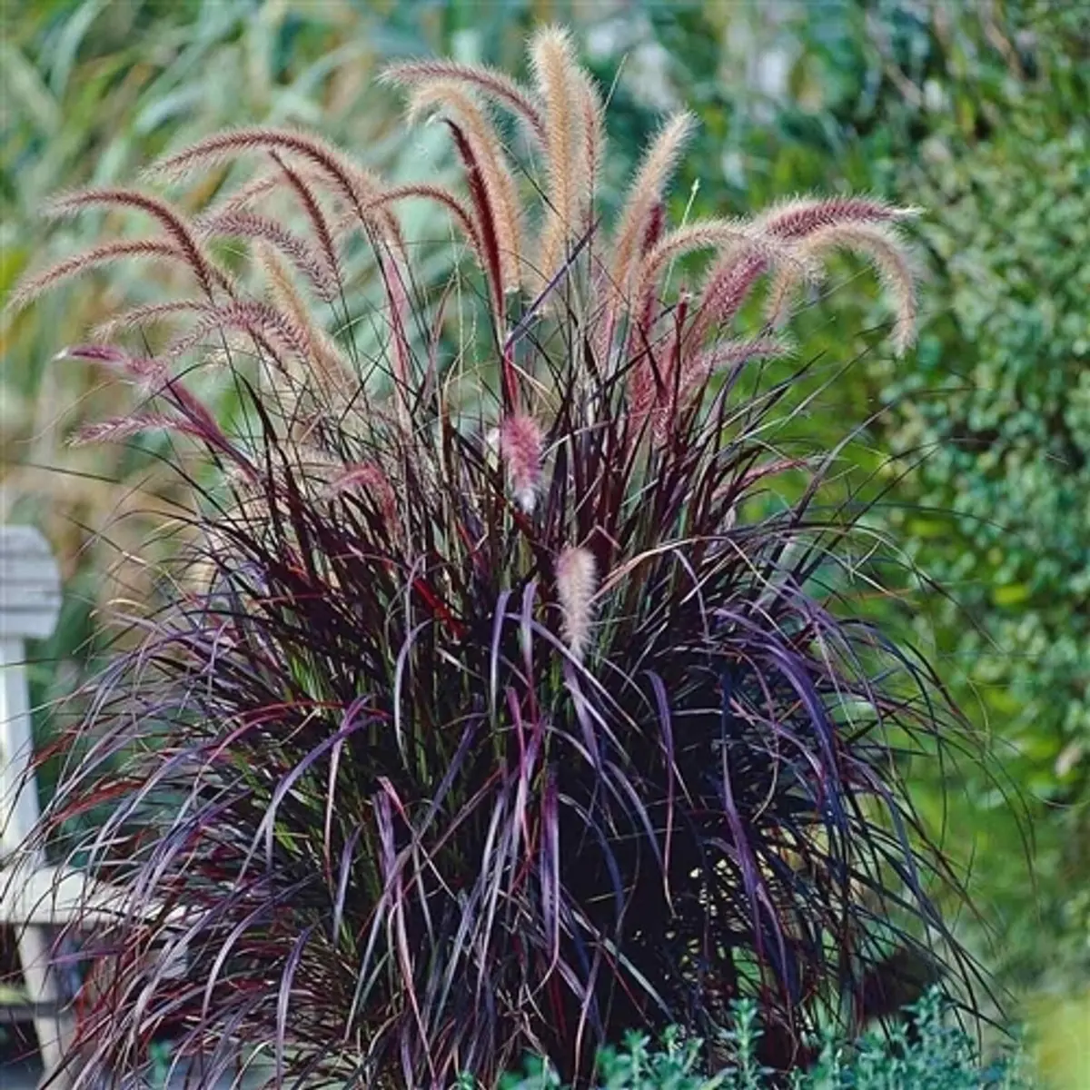 Pennisetum (Fountain Grass) plant photo