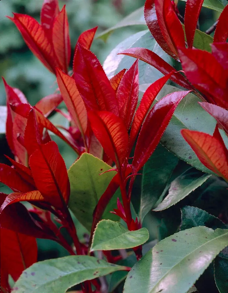 Photinia (Red Robin) plant photo