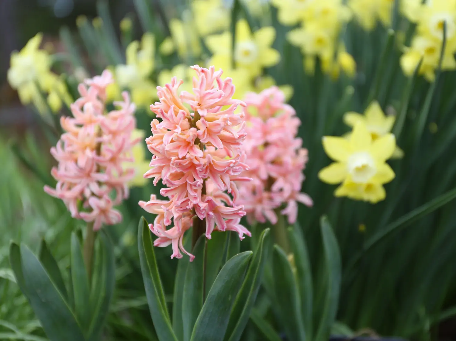 Hyacinths plant photo