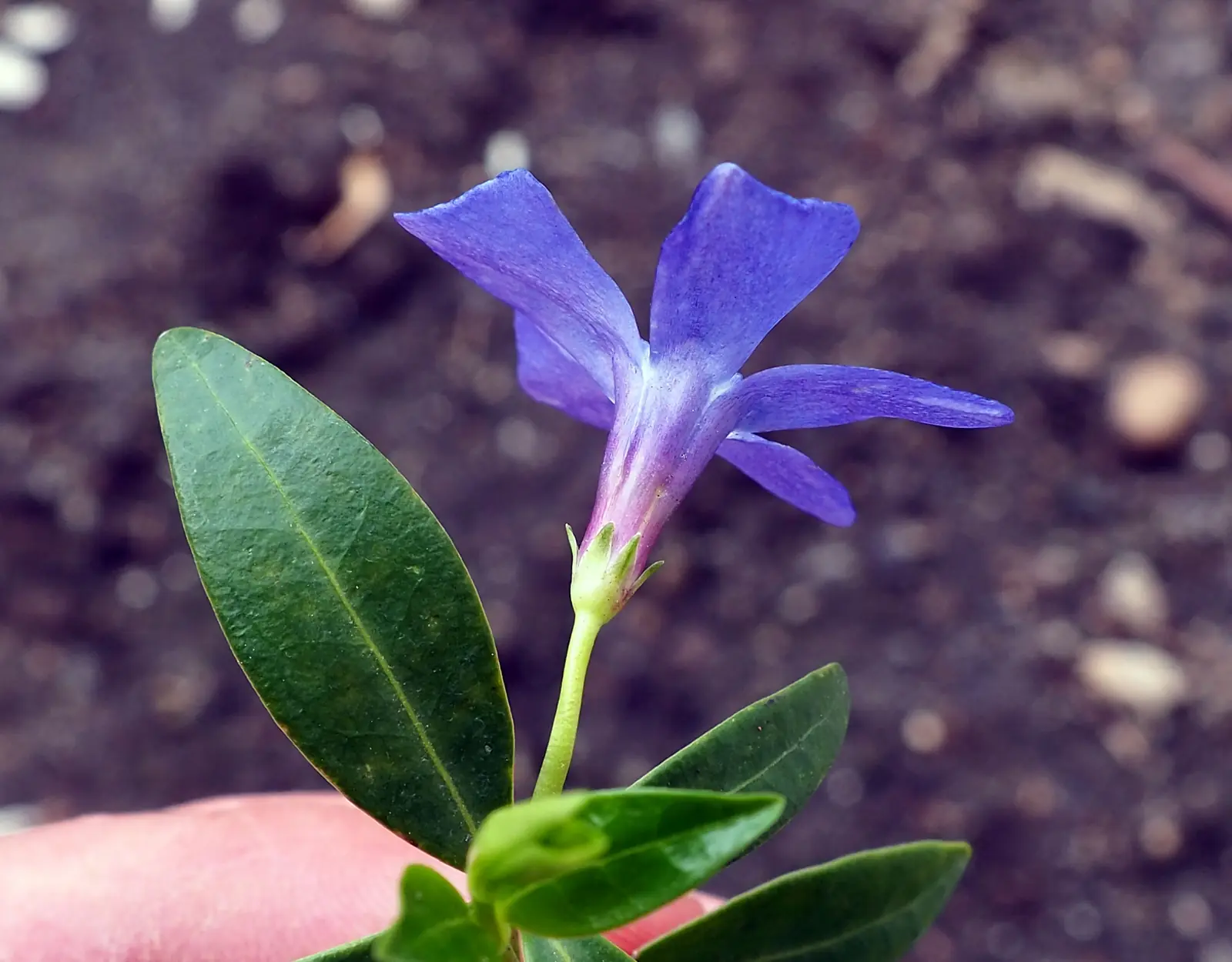 Periwinkle plant photo